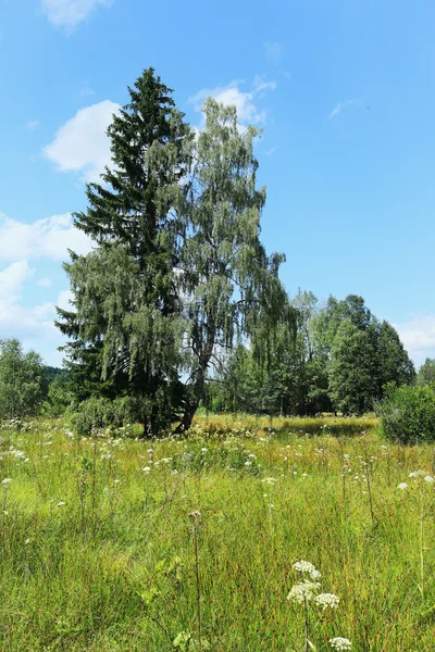 Hermoso paisaje de las montañas de verano Sumava en el sur de Bohemia, República Checa —  Fotos de Stock