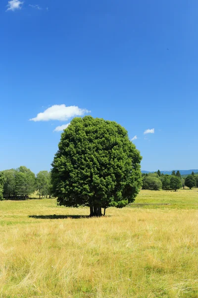 Beautiful Landscape from the summer Mountains Sumava in southern Bohemia, Czech republic — Stock Photo, Image