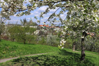 zicht op het voorjaar gotische burcht van Praag met de groene natuur en bloeiende bomen, Tsjechië