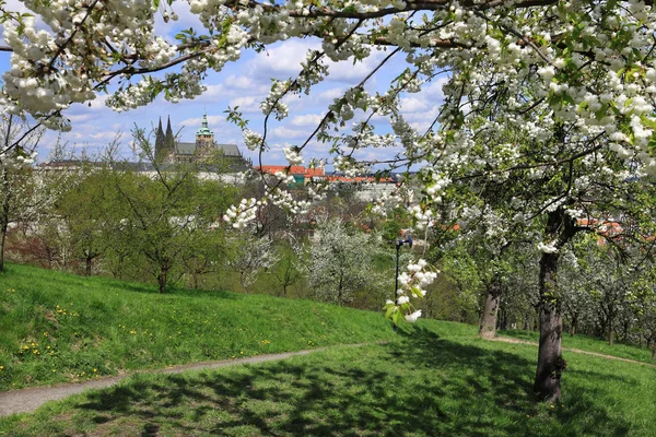 查看关于春天的绿色自然与开花树木，捷克共和国布拉格哥特式城堡 — 图库照片