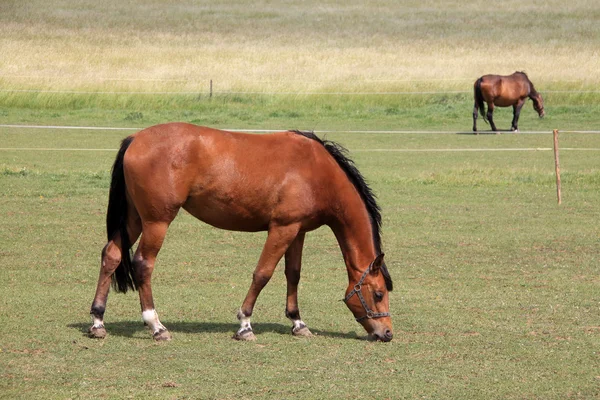 Άλογο σχετικά με το πράσινο λιβάδι — Φωτογραφία Αρχείου