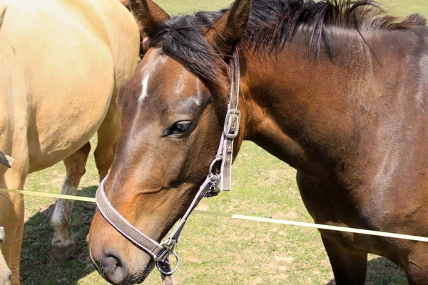 Kuda di padang rumput hijau — Stok Foto