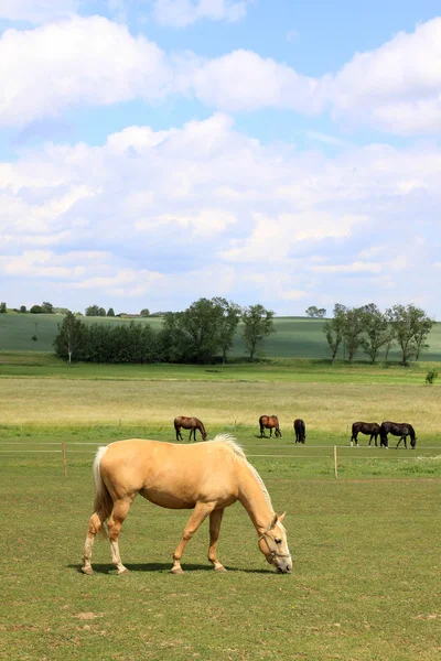 Koń na zielonych pastwiskach — Zdjęcie stockowe