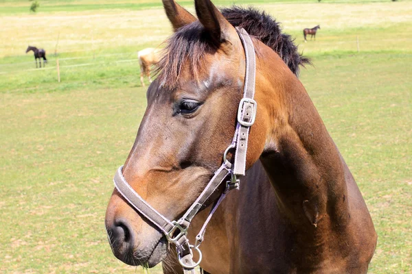 Лошадь на зеленом пастбище — стоковое фото