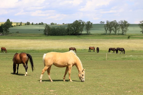 Calul pe pășunea verde — Fotografie, imagine de stoc