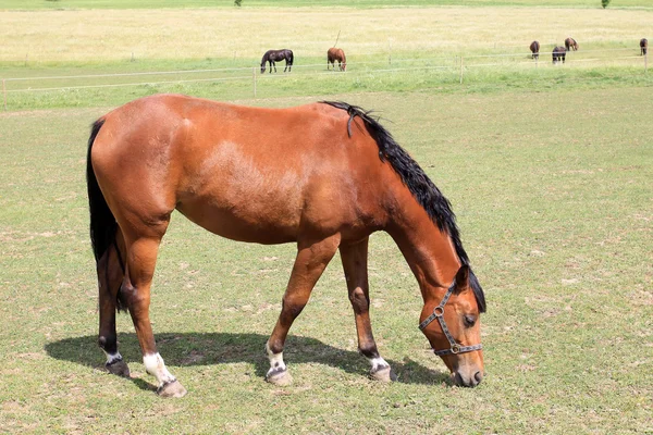 Kuda di padang rumput hijau — Stok Foto