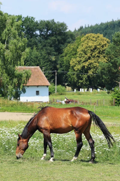 Лошадь на зеленом пастбище — стоковое фото