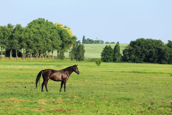 Koń na zielonych pastwiskach — Zdjęcie stockowe