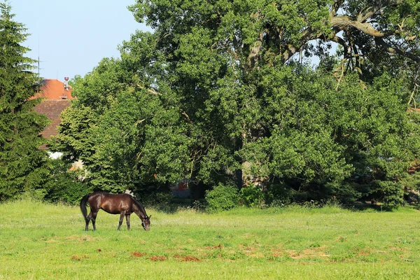 Calul pe pășunea verde — Fotografie, imagine de stoc