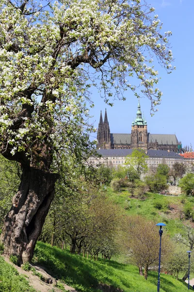 View on the spring Prague gothic Castle, green Nature and flowering Trees, Czech Republic — Stock Photo, Image