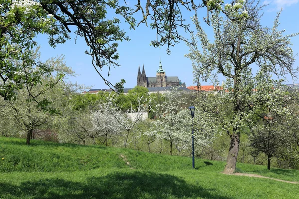 Vista sobre a primavera Castelo gótico de Praga, verde Natureza e árvores floridas, República Checa — Fotografia de Stock