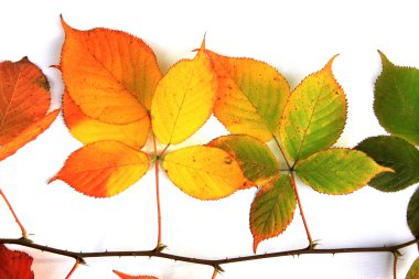 Renkli sonbahar yaprakları