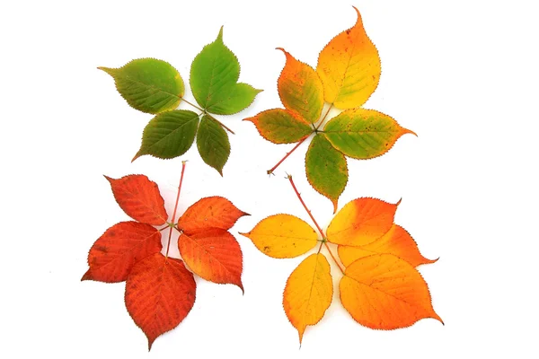 Kolorowe jesienne liście — Zdjęcie stockowe