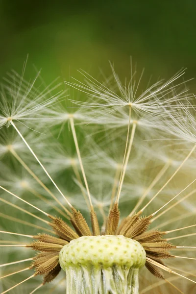 Detalj av maskros på grön bakgrund — Stockfoto