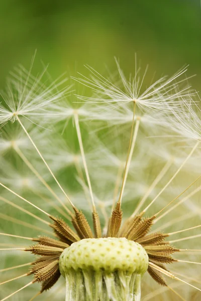 Detalj av maskros på grön bakgrund — Stockfoto