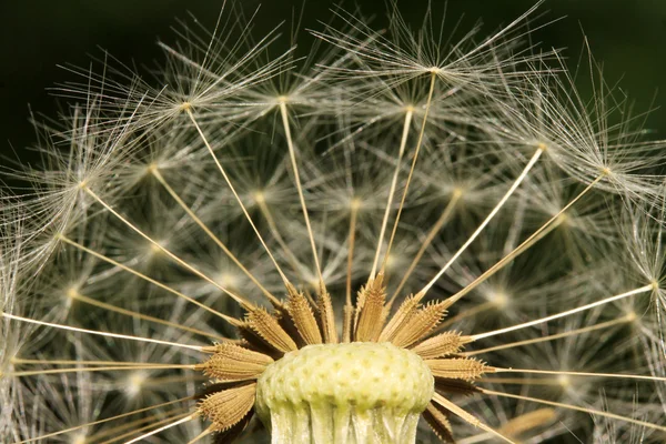 Detalle del diente de león sobre el fondo verde — Foto de Stock