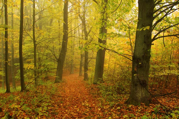 Bosque de otoño mágico brumoso con árboles coloridos —  Fotos de Stock