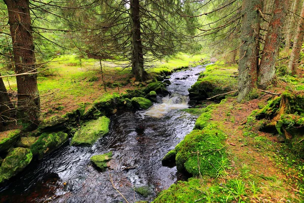 Ruisseau dans la belle nature sauvage des montagnes Sumava, sud de la République tchèque — Photo