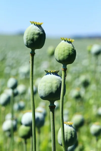 Field of the white Poppy — Stock Photo, Image