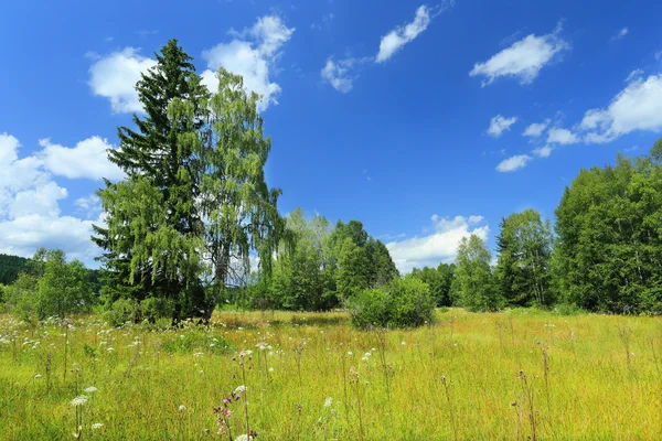 Green Landscape from the summer Mountains Sumava in southern Czech — Stock Photo, Image