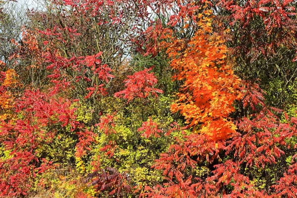 Jesień kolorowy krajobraz w Czechach Środkowych, Republika Czeska — Zdjęcie stockowe