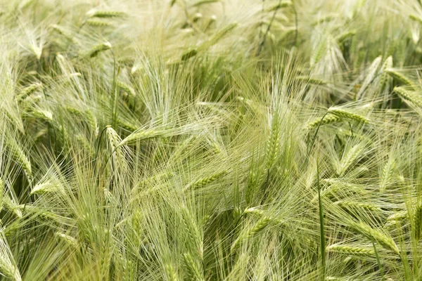 Detail of the green Barley Spike — Stock Photo, Image