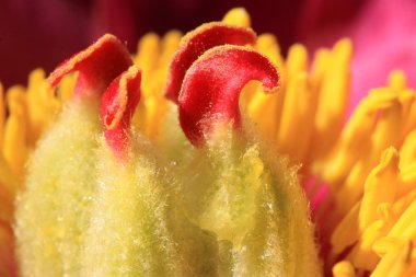 Güzel sarı çiçekler