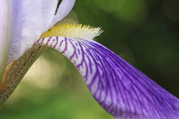 Detal fioletowy tęczówki — Zdjęcie stockowe