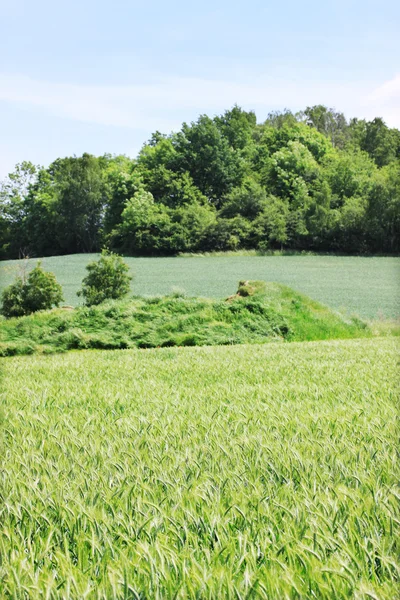 The Field of the green Barley — Stock Photo, Image