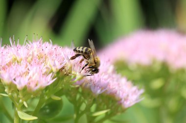 Pinkflower yeşil doğada arıya
