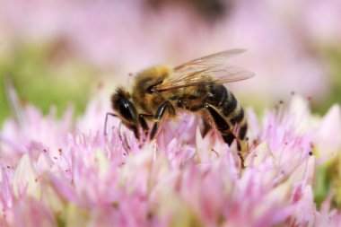 Pinkflower yeşil doğada arıya