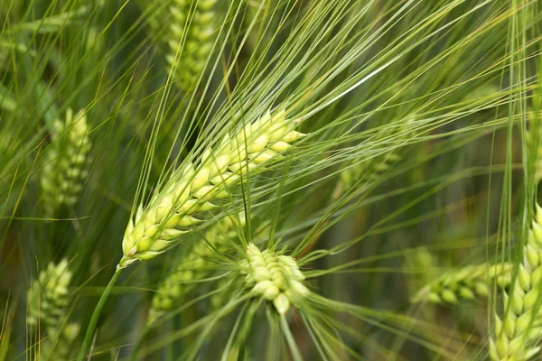 Detail der grünen Gerstenspitzen — Stockfoto