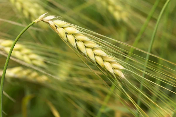 Detail of green Barley Spikes — Stock Photo, Image