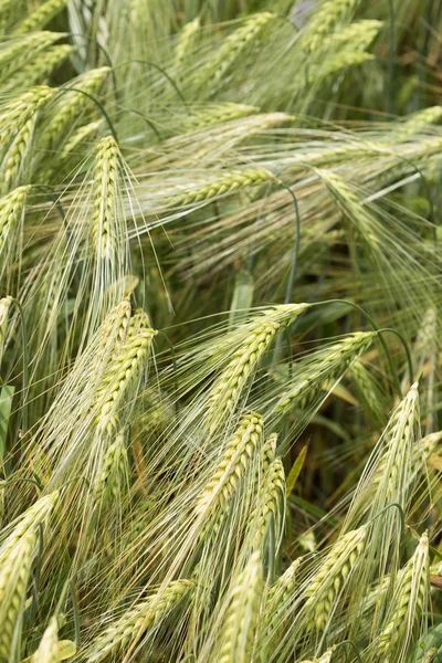 Detail of green Barley Spikes — Stock Photo, Image