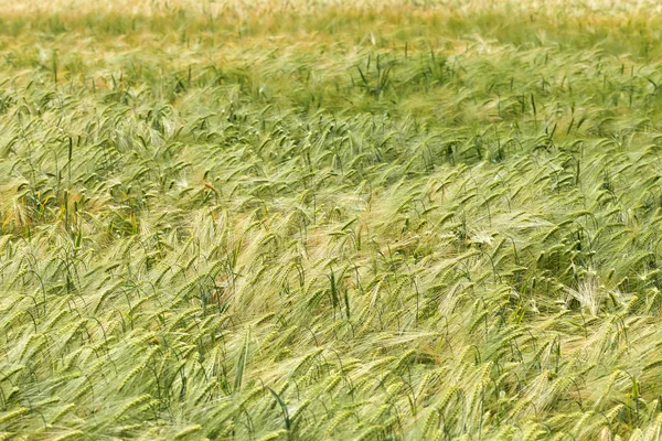 Detail van het voorjaar gebied van gerst — Stockfoto