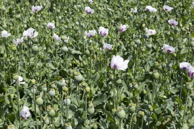 领域的白色罂粟