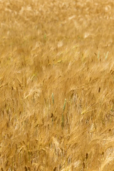 Летнее поле спелого ячменя — стоковое фото