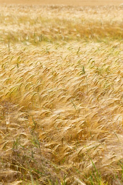 Campo estivo dell'orzo maturo — Foto Stock