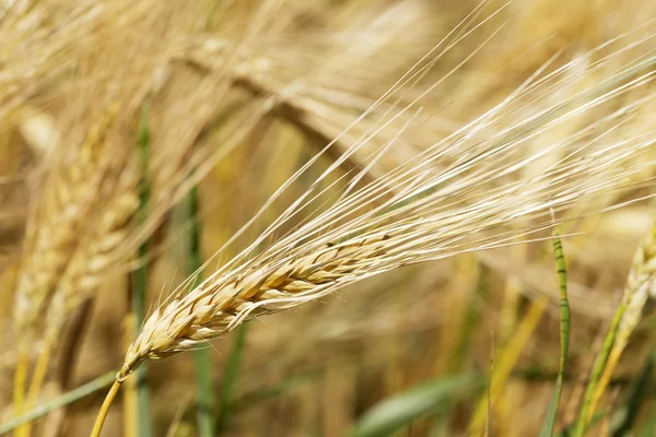 Detail of ripe Barley Spikes — Stock Photo, Image