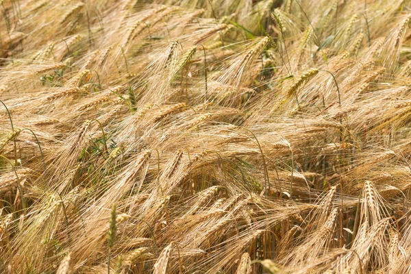 Campo estivo dell'orzo maturo — Foto Stock