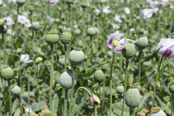 Field of the white Poppy — Stock Photo, Image