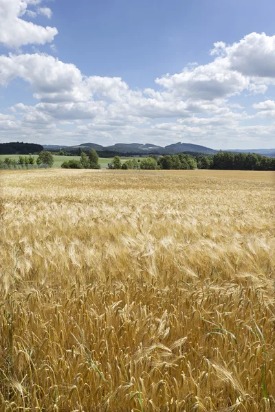 Summer Field of the ripe Barley — Stock Photo, Image