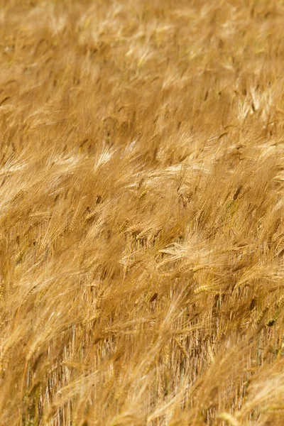 Campo estivo dell'orzo maturo — Foto Stock