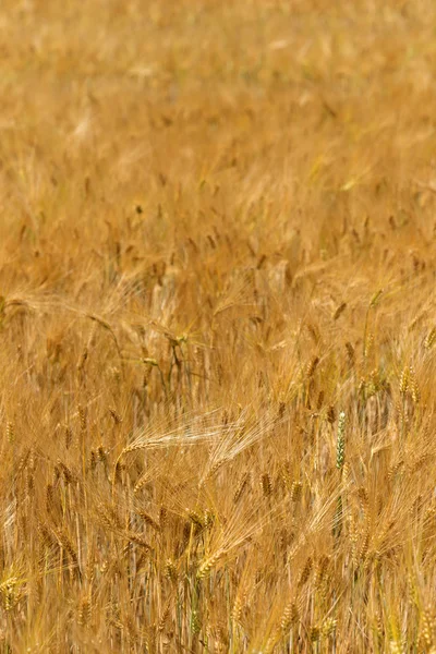 Летнее поле спелого ячменя — стоковое фото
