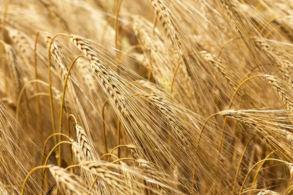 Detail of ripe Barley Spikes — Stock Photo, Image