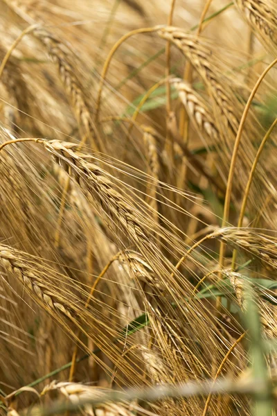 Detail der reifen Gerstenspitzen — Stockfoto