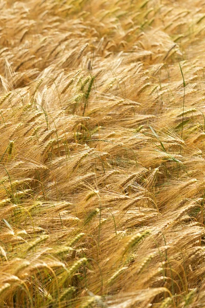 Zomer veld van de rijpe gerst — Stockfoto