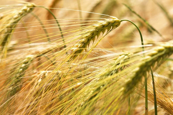 Detail of ripe Barley Spikes — Stock Photo, Image