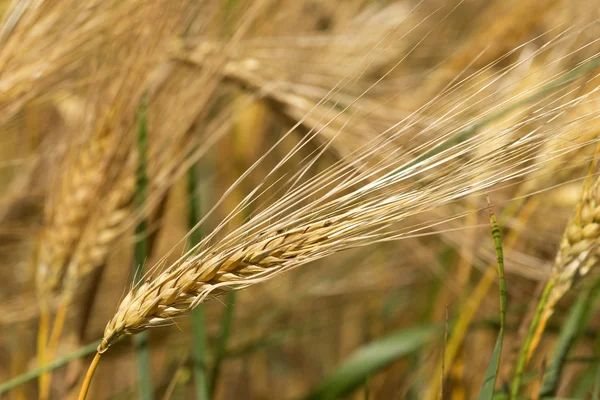 Detail of ripe Barley Spikes — Stock Photo, Image