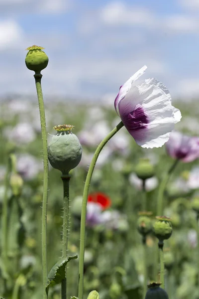 Field of the white Poppy with Poppyheads and Flowers — Stock Photo, Image